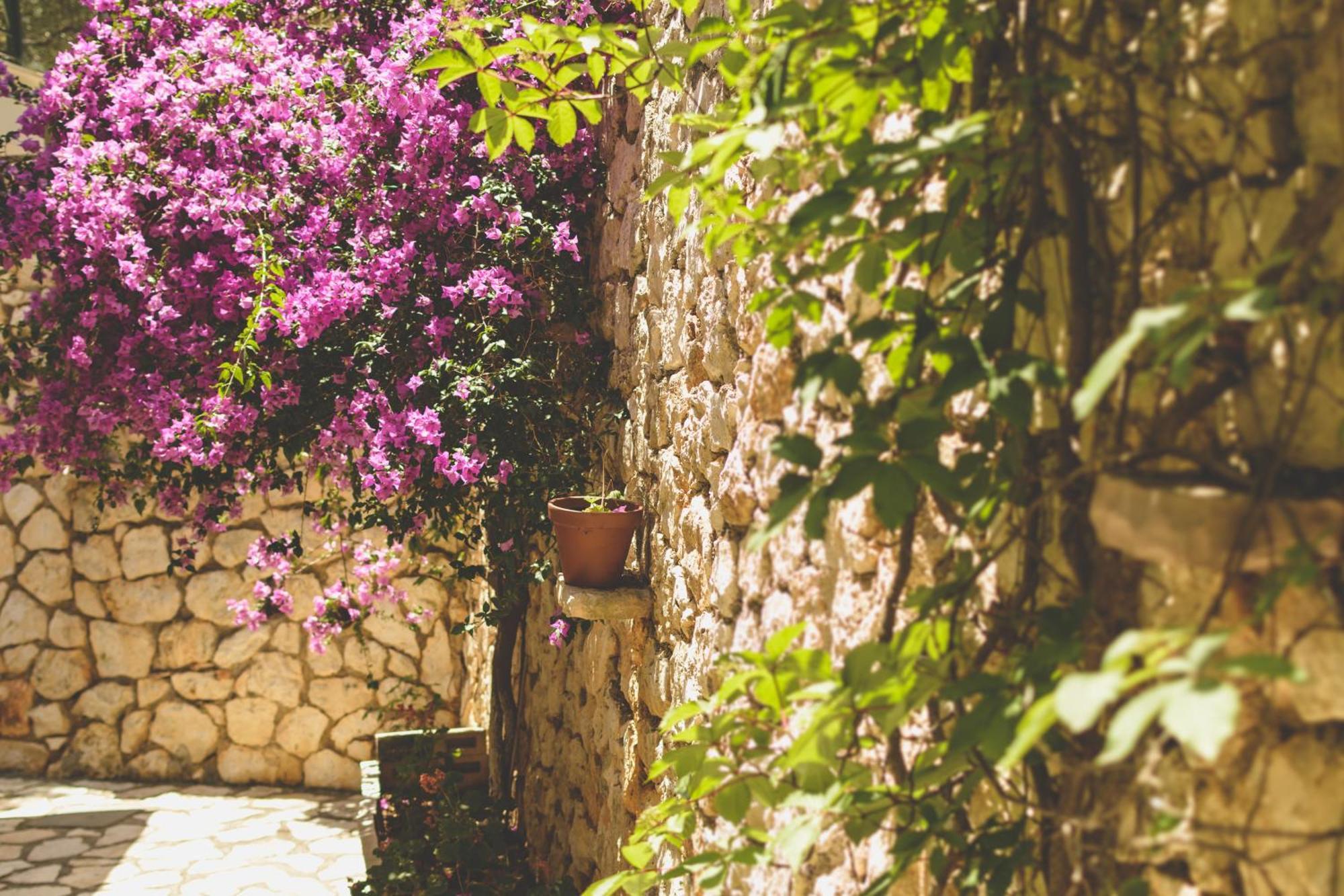 Althea Studios Lefkada Áyios Nikítas Rum bild